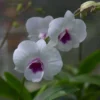 Dendrobium Morning Glory Comes In 3" Pot -Cheap Plantly Store orchid dendrobium 10362 Th88 morning glory sweet 111
