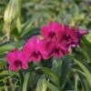 Dendrobium Ladda Red Flower 2" Pot -Cheap Plantly Store orchid dendrobium 10034 Dang ladda