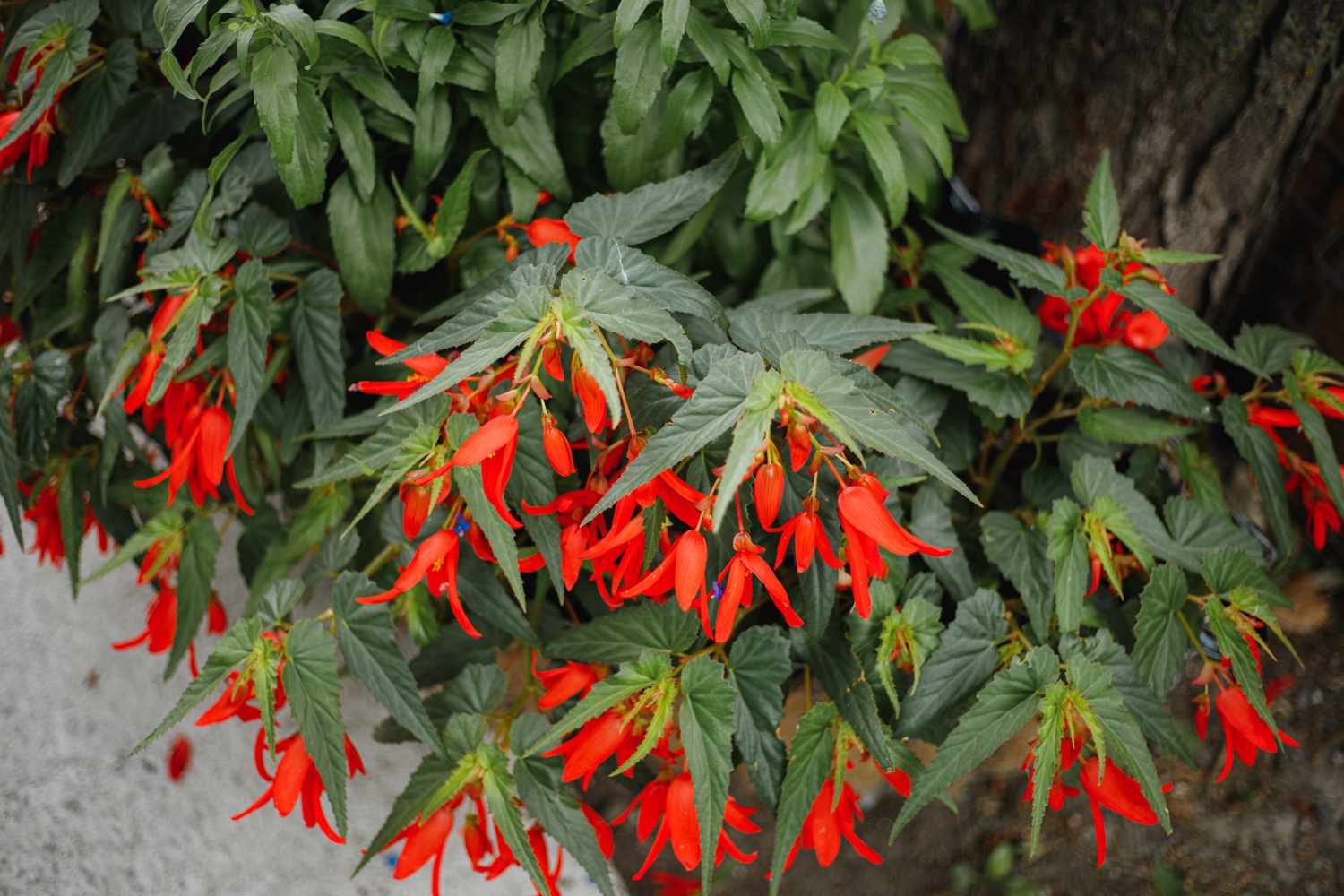 Cheap Plantly Store -Cheap Plantly Store outdoor garden plants that make great houseplants 1402009 4 d8f4b2e39e3d413b997f5ad45e9e726e