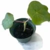 Buddha Belly Bush - Jatropha Podagrica - Starter Plant In 6 Inch Pot 2 Buddha Belly Bush - Jatropha Podagrica - Starter Plant In 6 Inch Pot -Cheap Plantly Store outline