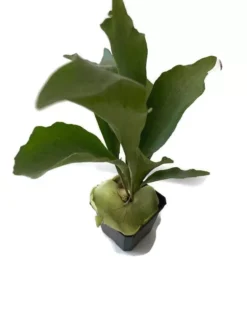 8 Inch Tall Staghorn Fern In A 4 Inch Pot Ready For Mounting!