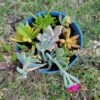 ASSORTED SUCCULENT ARRANGEMENT -Cheap Plantly Store p3