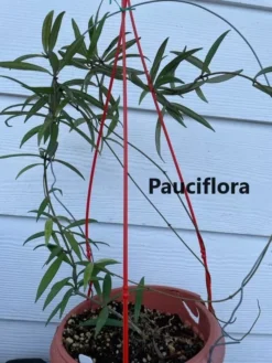 Hoya House Plant Various Species -Cheap Plantly Store pauciflora 1