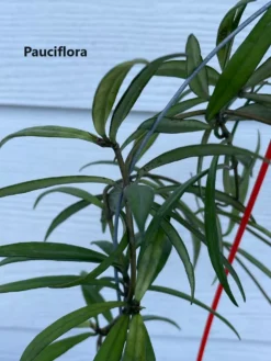 Hoya House Plant Various Species -Cheap Plantly Store pauciflora 2