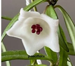 Hoya House Plant Various Species -Cheap Plantly Store pauciflora