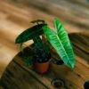 Philodendron Billietiae 4" -Cheap Plantly Store philo billietiae