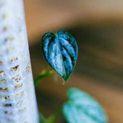 Philodendron Brandtianum 4" -Cheap Plantly Store philo brandi 1