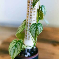 Philodendron Brandtianum 4" -Cheap Plantly Store philo brandi 2