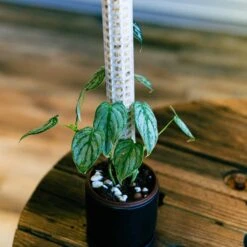 Philodendron Brandtianum 4"