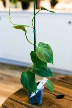 Philodendron Camposportoanum -Cheap Plantly Store philo campo 1
