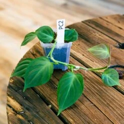 Philodendron Camposportoanum -Cheap Plantly Store philo campo 2