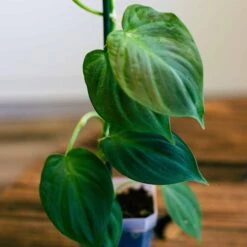 Philodendron Camposportoanum