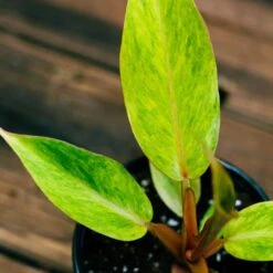 Philodendron Orange Marmalade -Cheap Plantly Store philo orange marmalade 2