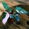 Philodendron Pink Princess Marble 4" 2 Philodendron Pink Princess Marble 4" -Cheap Plantly Store philo ppm 1