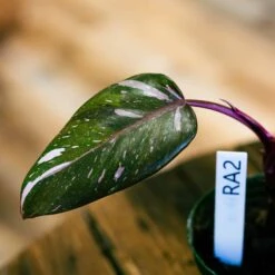 Philodendron Red Anderson 4" -Cheap Plantly Store philo red anderson 2