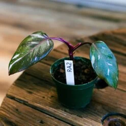 Philodendron Red Anderson 4" -Cheap Plantly Store philo red anderson 2 full
