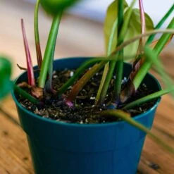 Philodendron Summer Glory -Cheap Plantly Store philo summer glory 1