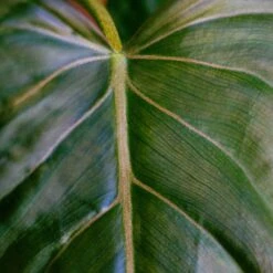 Philodendron Summer Glory -Cheap Plantly Store philo summer glory 2