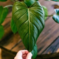 Philodendron Summer Glory -Cheap Plantly Store philo summer glory 3