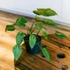 Philodendron Summer Glory 2 Philodendron Summer Glory -Cheap Plantly Store philo summer glory full