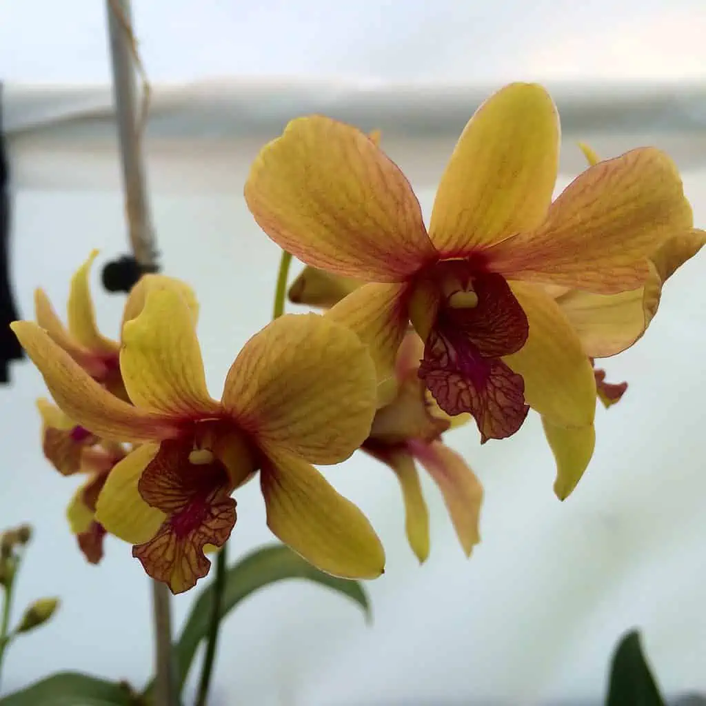 Dendrobium Pinwattana Comes In 4" Pot 3 Dendrobium Pinwattana Comes In 4" Pot