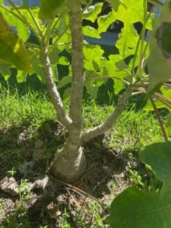 Buddha Belly Bush - Jatropha Podagrica - Starter Plant In 6 Inch Pot -Cheap Plantly Store planted