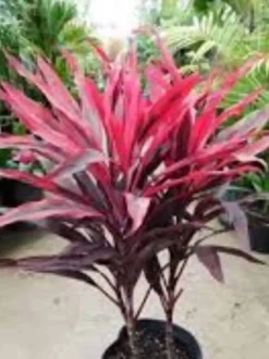 Ti Cordyline Plant Ships Free. -Cheap Plantly Store poiu