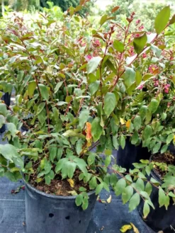 Crepe Myrtle Tonto Lagerstroemia Indica 3 Gal. Ships Free. -Cheap Plantly Store poiu 4