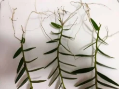 Epidendrum Ibaguenese Orchids (3) Ships Free 5 Epidendrum Ibaguenese Orchids (3) Ships Free -Cheap Plantly Store poiut