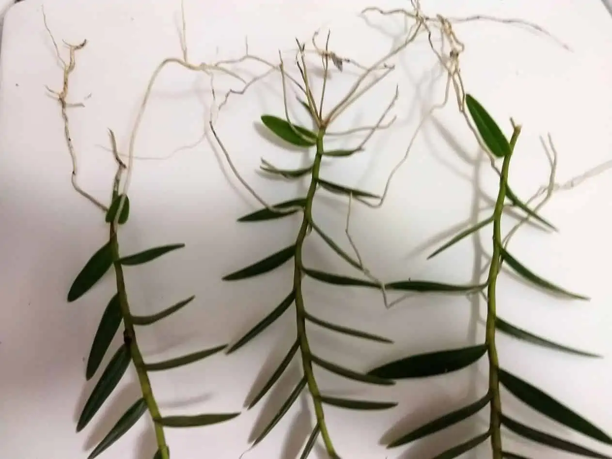 Epidendrum Ibaguenese Orchids (3) Ships Free 4 Epidendrum Ibaguenese Orchids (3) Ships Free - Image 2