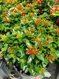 Ixora Chinensis Dwarf Orange -Cheap Plantly Store pol