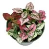 Polka-dot-plant, Hypoestes Phyllostachya, Tricolor, Red Pink And White 1 Polka-dot-plant, Hypoestes Phyllostachya, Tricolor, Red Pink And White -Cheap Plantly Store polka