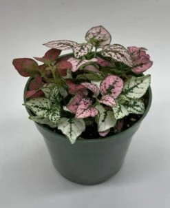 Polka-dot-plant, Hypoestes Phyllostachya, Tricolor, Red Pink And White 12 Polka-dot-plant, Hypoestes Phyllostachya, Tricolor, Red Pink And White -Cheap Plantly Store polka1