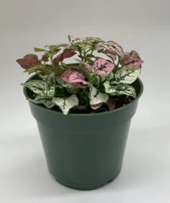 Polka-dot-plant, Hypoestes Phyllostachya, Tricolor, Red Pink And White 13 Polka-dot-plant, Hypoestes Phyllostachya, Tricolor, Red Pink And White -Cheap Plantly Store polka2