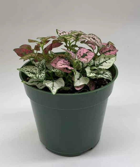 Polka-dot-plant, Hypoestes Phyllostachya, Tricolor, Red Pink And White 6 Polka-dot-plant, Hypoestes Phyllostachya, Tricolor, Red Pink And White - Image 4