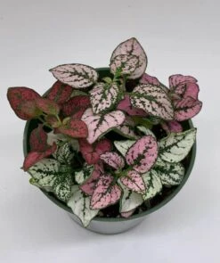 Polka-dot-plant, Hypoestes Phyllostachya, Tricolor, Red Pink And White 14 Polka-dot-plant, Hypoestes Phyllostachya, Tricolor, Red Pink And White -Cheap Plantly Store polka3