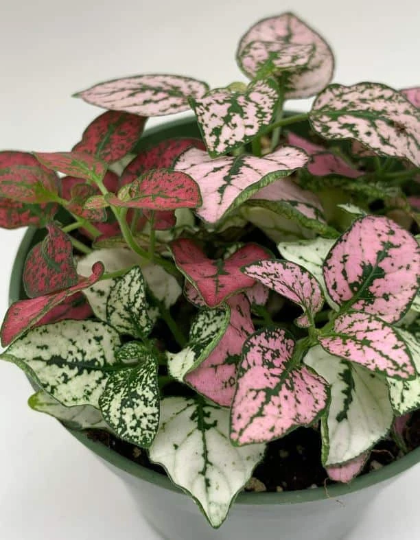 Polka-dot-plant, Hypoestes Phyllostachya, Tricolor, Red Pink And White 8 Polka-dot-plant, Hypoestes Phyllostachya, Tricolor, Red Pink And White - Image 6