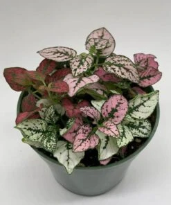 Polka-dot-plant, Hypoestes Phyllostachya, Tricolor, Red Pink And White 16 Polka-dot-plant, Hypoestes Phyllostachya, Tricolor, Red Pink And White -Cheap Plantly Store polka5