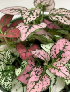 Polka-dot-plant, Hypoestes Phyllostachya, Tricolor, Red Pink And White 17 Polka-dot-plant, Hypoestes Phyllostachya, Tricolor, Red Pink And White -Cheap Plantly Store polka6