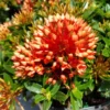 Ixora Chinensis Dwarf Orange -Cheap Plantly Store pop