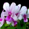 Dendrobium Popeye 4" Pot -Cheap Plantly Store popeye dcbd4dbe abd4 4e9f a186 f8a39849555c