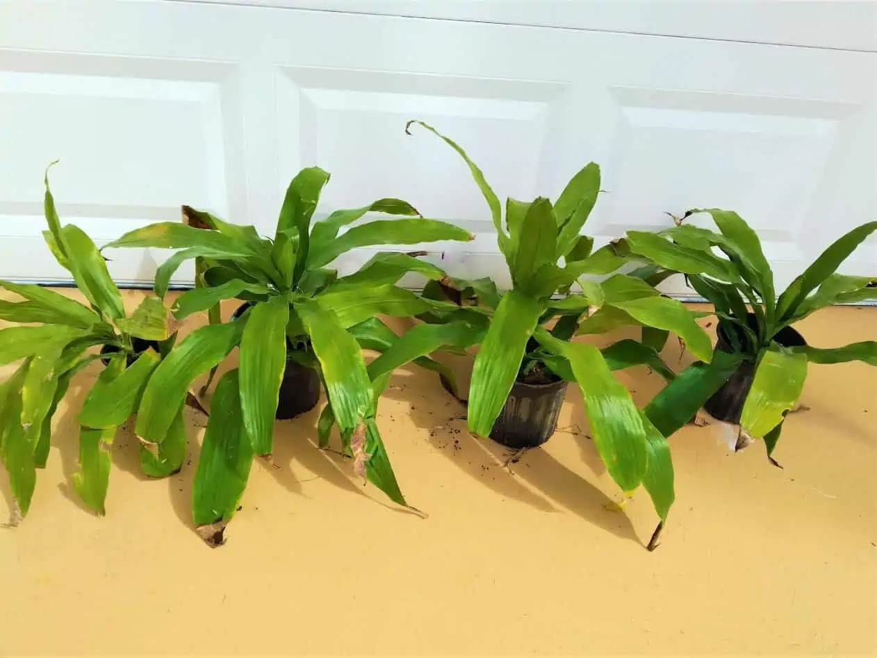 Dracaena Fragrans Corn Plant Ships Free 5 Dracaena Fragrans Corn Plant Ships Free - Image 3