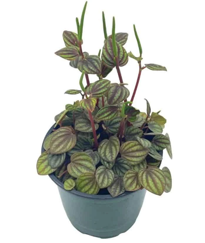 Peperomia Piccolo Banda, Albovittata,4 Inch Pot, Rare Mixed Frost Peperomia 4 Peperomia Piccolo Banda, Albovittata,4 Inch Pot, Rare Mixed Frost Peperomia - Image 2