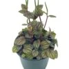 Peperomia Piccolo Banda, Albovittata,4 Inch Pot, Rare Mixed Frost Peperomia -Cheap Plantly Store pp