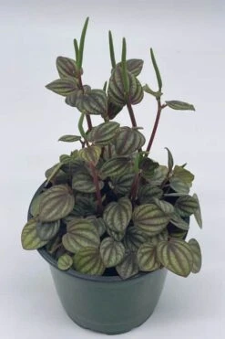 Peperomia Piccolo Banda, Albovittata,4 Inch Pot, Rare Mixed Frost Peperomia 11 Peperomia Piccolo Banda, Albovittata,4 Inch Pot, Rare Mixed Frost Peperomia -Cheap Plantly Store pp1