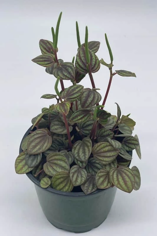 Peperomia Piccolo Banda, Albovittata,4 Inch Pot, Rare Mixed Frost Peperomia 5 Peperomia Piccolo Banda, Albovittata,4 Inch Pot, Rare Mixed Frost Peperomia - Image 3