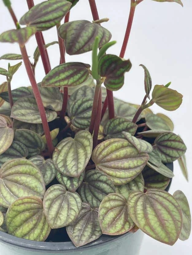 Peperomia Piccolo Banda, Albovittata,4 Inch Pot, Rare Mixed Frost Peperomia 6 Peperomia Piccolo Banda, Albovittata,4 Inch Pot, Rare Mixed Frost Peperomia - Image 4