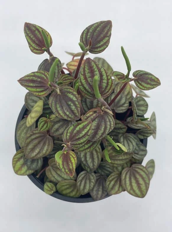 Peperomia Piccolo Banda, Albovittata,4 Inch Pot, Rare Mixed Frost Peperomia 7 Peperomia Piccolo Banda, Albovittata,4 Inch Pot, Rare Mixed Frost Peperomia - Image 5