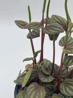 Peperomia Piccolo Banda, Albovittata,4 Inch Pot, Rare Mixed Frost Peperomia 15 Peperomia Piccolo Banda, Albovittata,4 Inch Pot, Rare Mixed Frost Peperomia -Cheap Plantly Store pp5