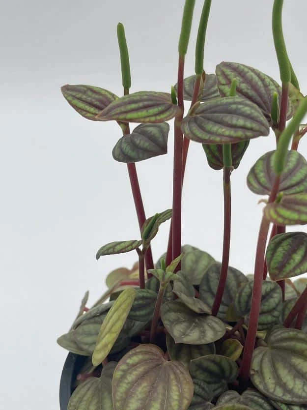 Peperomia Piccolo Banda, Albovittata,4 Inch Pot, Rare Mixed Frost Peperomia 9 Peperomia Piccolo Banda, Albovittata,4 Inch Pot, Rare Mixed Frost Peperomia - Image 7